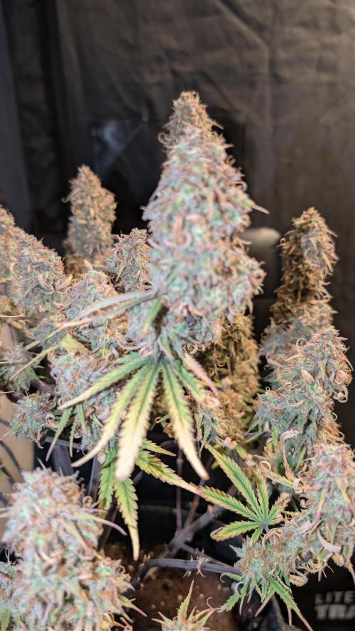 Fastbuds Collabo Run. Week 9