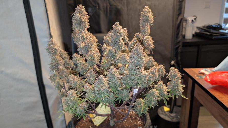 Fastbuds Collabo Run. Week 9