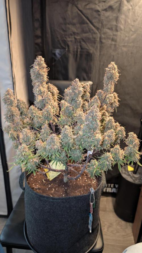 Fastbuds Collabo Run. Week 9