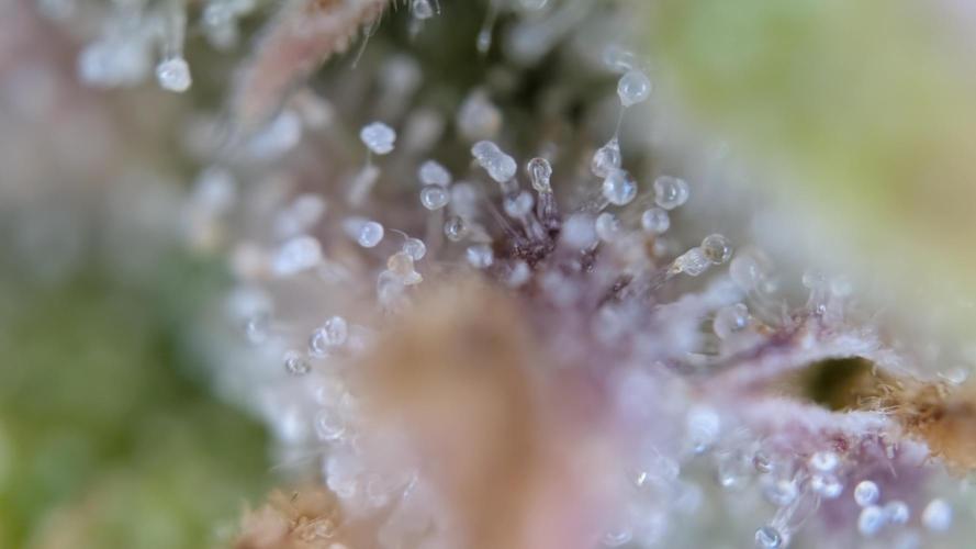 Fastbuds Collabo Run. Week 9