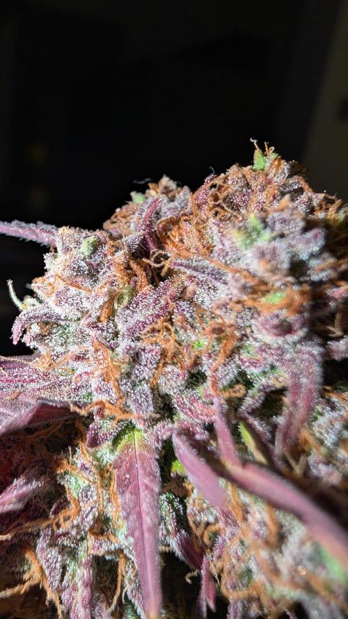 Fastbuds Collabo Run. Week 9