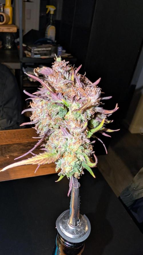 Fastbuds Collabo Run. Week 9