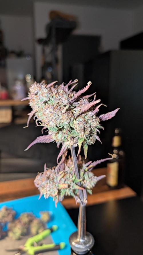 Fastbuds Collabo Run. Week 9