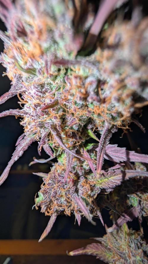 Fastbuds Collabo Run. Week 9