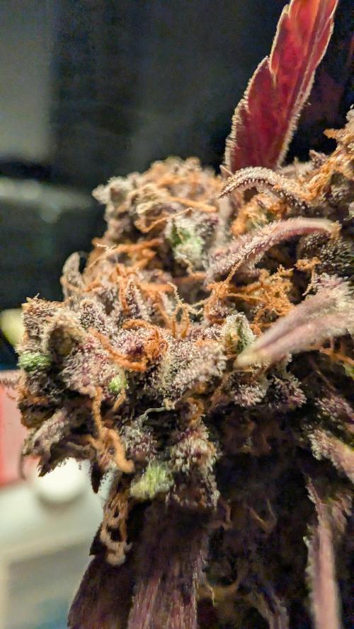 Fastbuds Collabo Run. Week 9