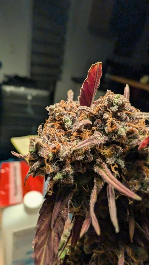 Fastbuds Collabo Run. Week 9