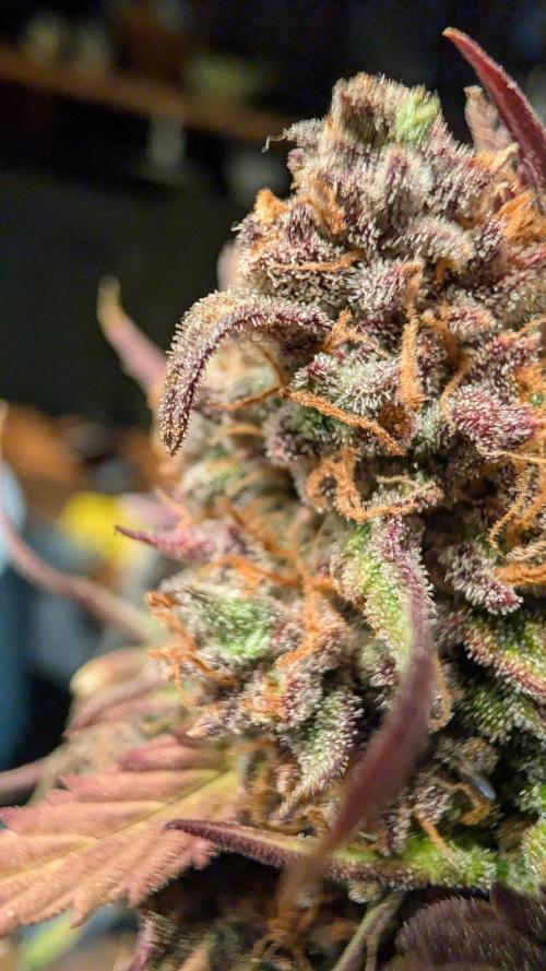 Fastbuds Collabo Run. Week 9