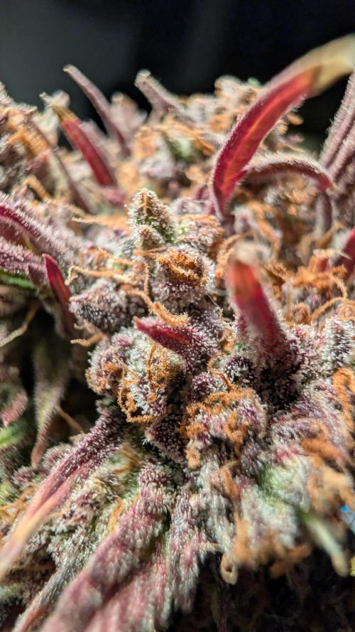 Fastbuds Collabo Run. Week 9