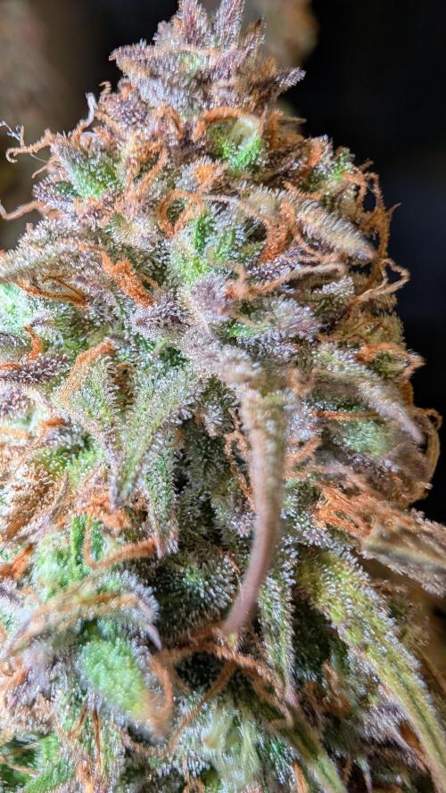 Fastbuds Collabo Run. Week 9