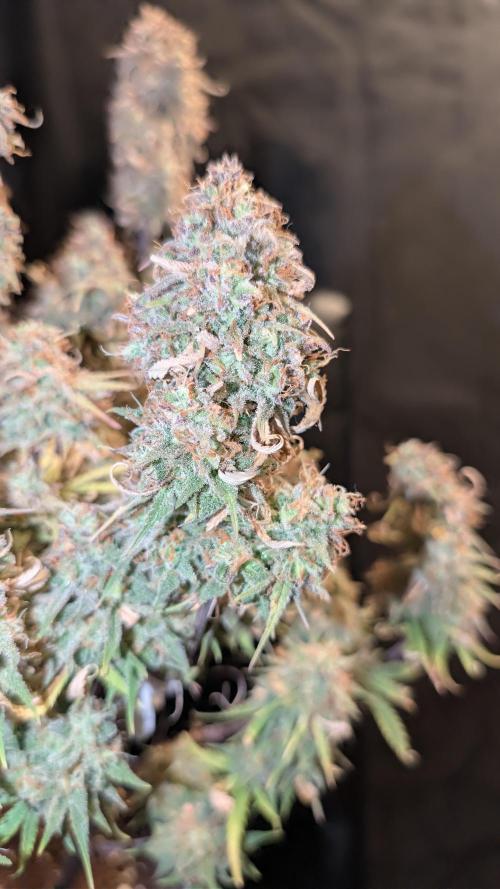 Fastbuds Collabo Run. Week 9