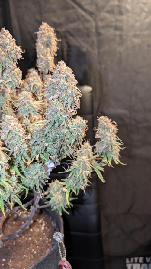 Fastbuds Collabo Run. Week 9