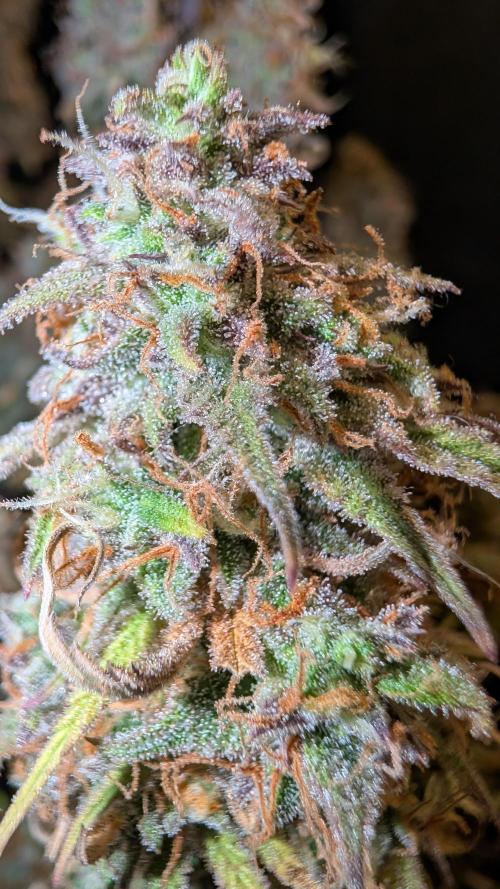 Fastbuds Collabo Run. Week 9