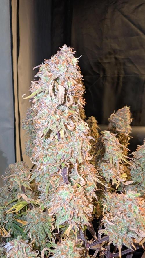 Fastbuds Collabo Run. Week 9