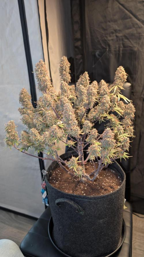 Fastbuds Collabo Run. Week 9