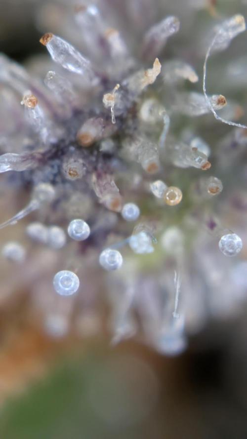 Fastbuds Collabo Run. Week 9