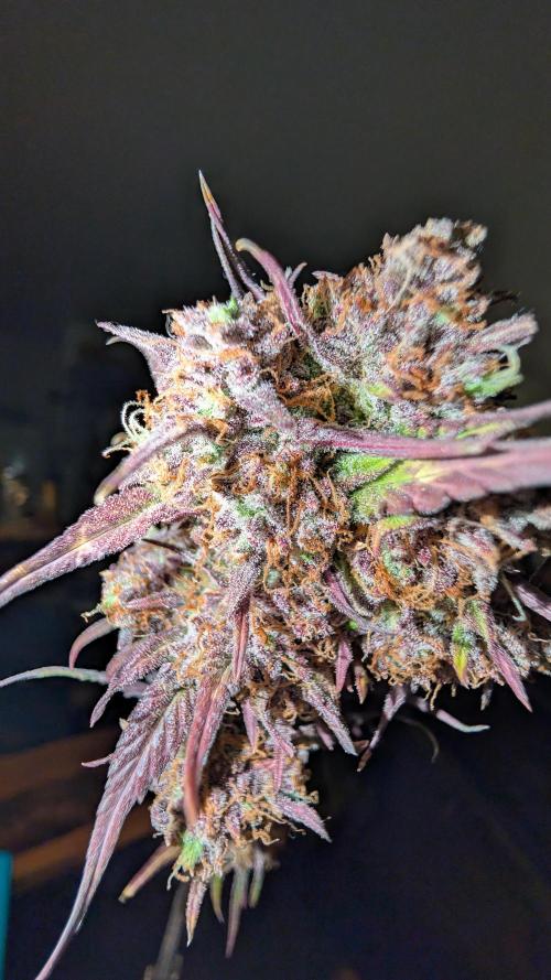 Fastbuds Collabo Run. Week 9