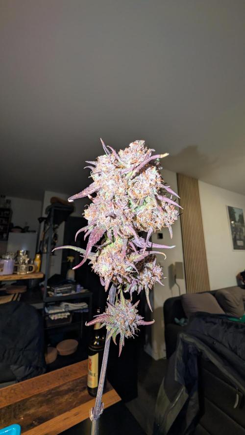 Fastbuds Collabo Run. Week 9