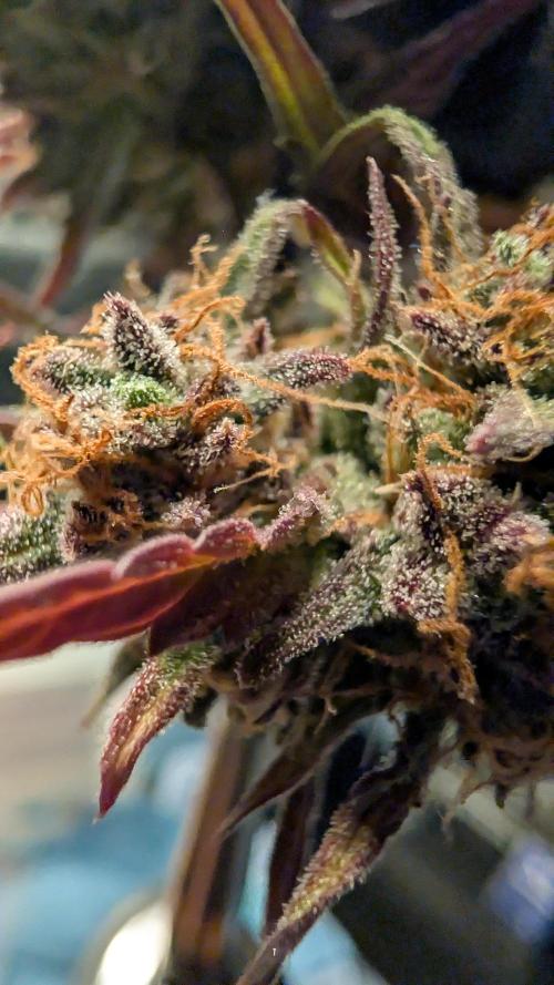 Fastbuds Collabo Run. Week 9