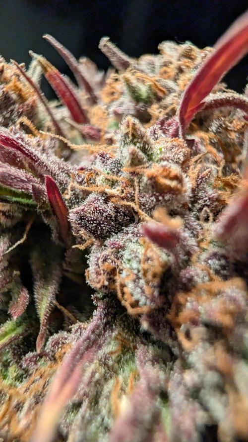 Fastbuds Collabo Run. Week 9