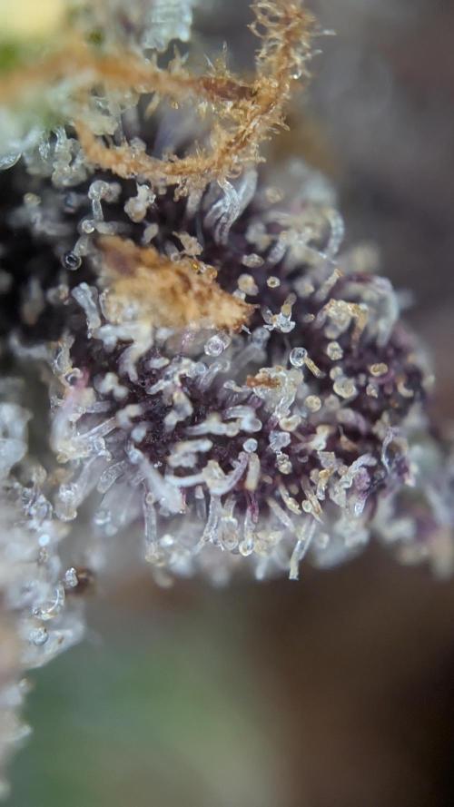 Fastbuds Collabo Run. Week 9