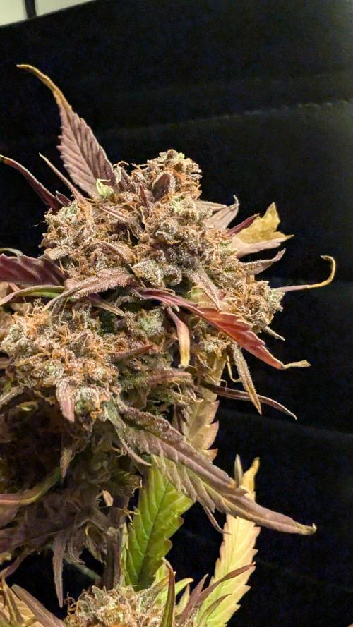 Fastbuds Collabo Run. Week 9