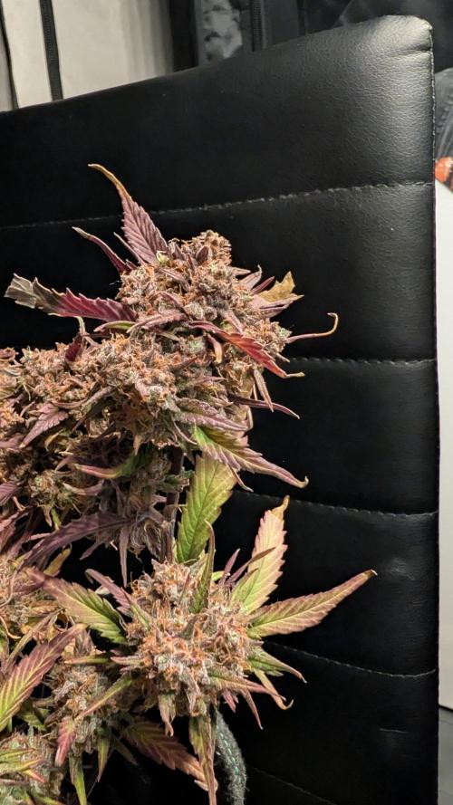 Fastbuds Collabo Run. Week 9