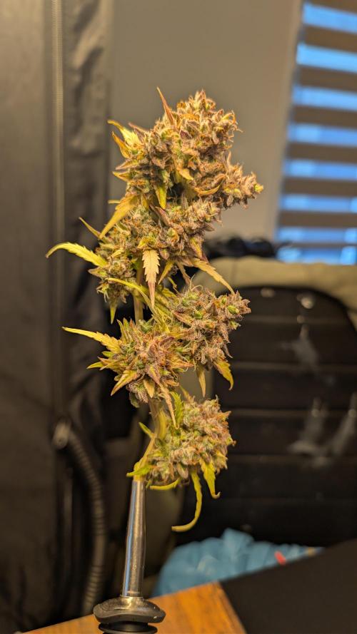 Fastbuds Collabo Run. Week 9