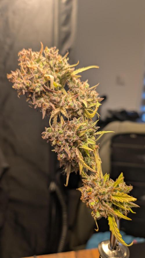 Fastbuds Collabo Run. Week 9