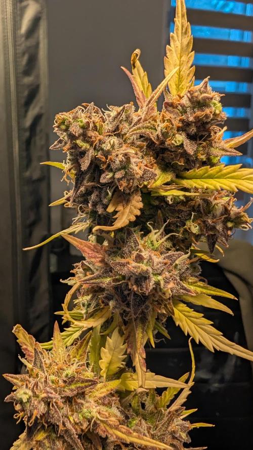 Fastbuds Collabo Run. Week 9