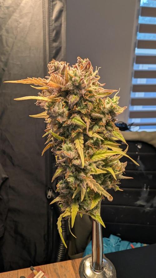 Fastbuds Collabo Run. Week 9