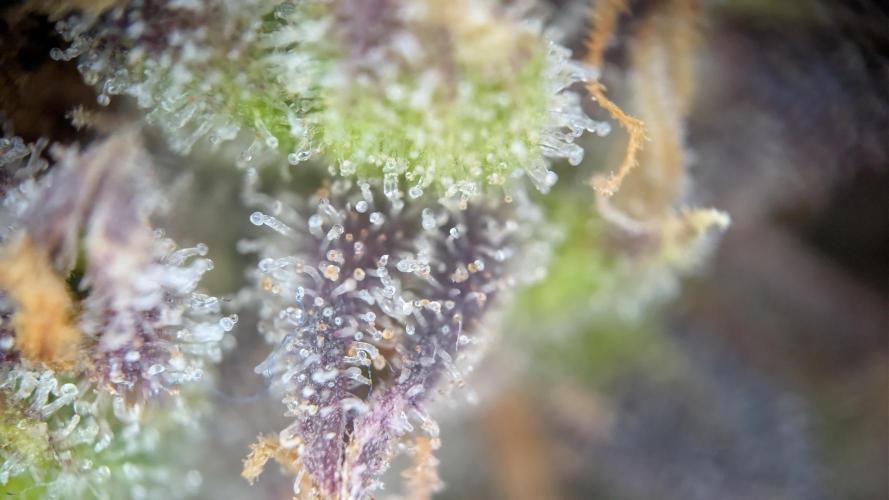 Fastbuds Collabo Run. Week 9