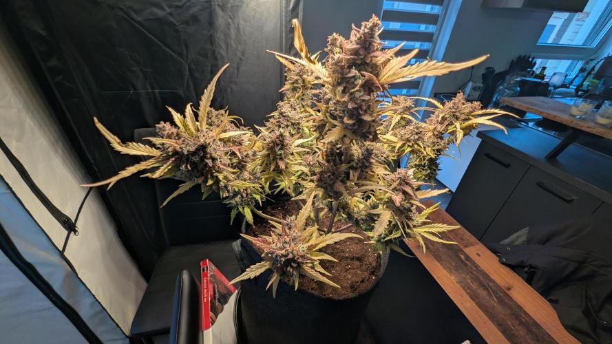 Fastbuds Collabo Run. Week 9