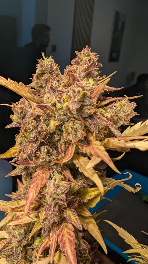 Fastbuds Collabo Run. Week 9