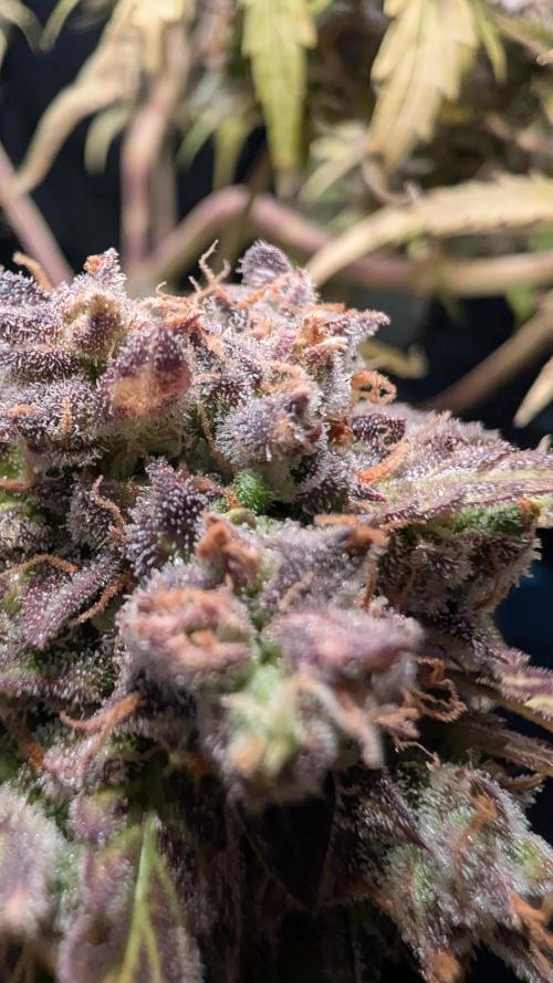 Fastbuds Collabo Run. Week 9