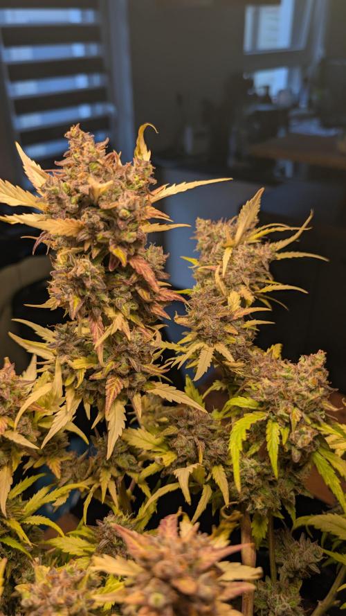 Fastbuds Collabo Run. Week 9