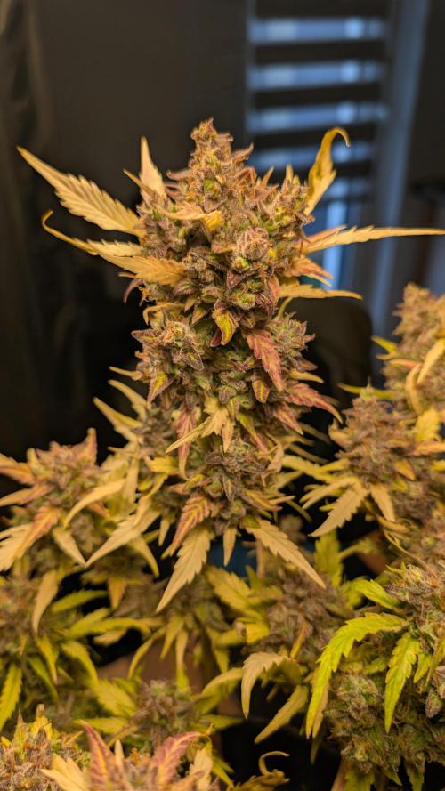 Fastbuds Collabo Run. Week 9