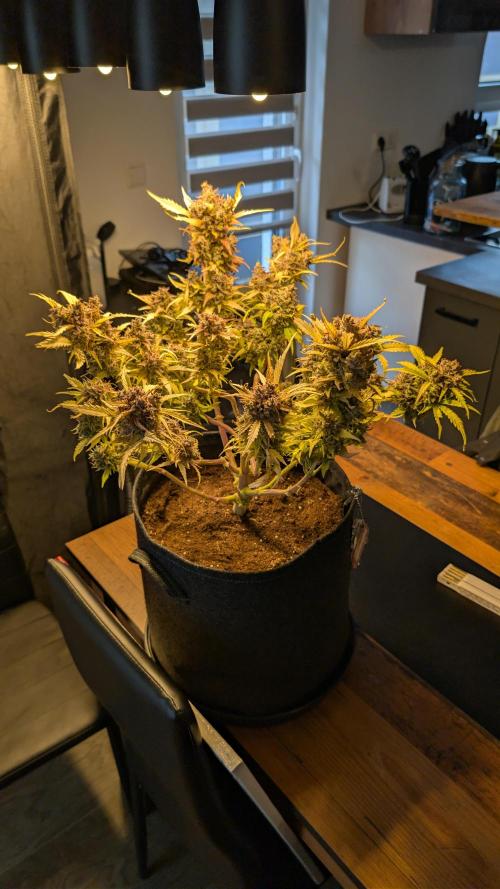 Fastbuds Collabo Run. Week 9