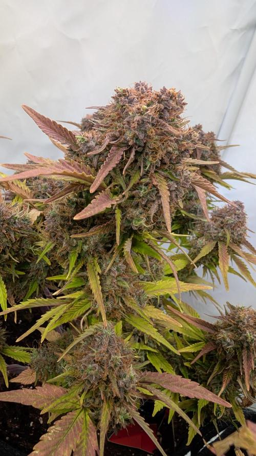 Fastbuds Collabo Run. Week 9