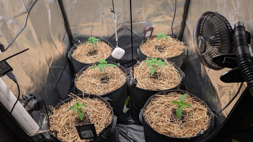 Last Auto Run. Week 1