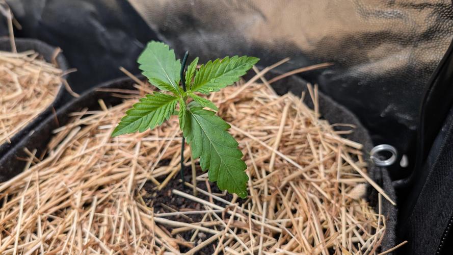 Last Auto Run. Week 1