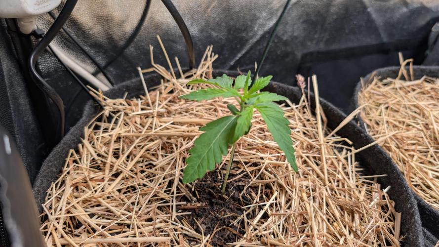 Last Auto Run. Week 1