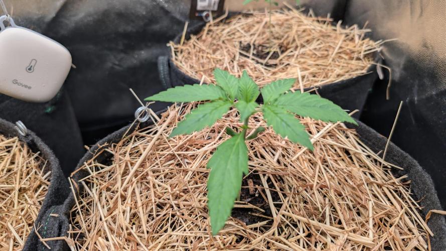 Last Auto Run. Week 1