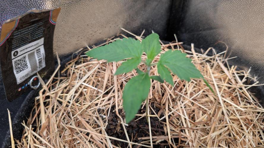 Last Auto Run. Week 1