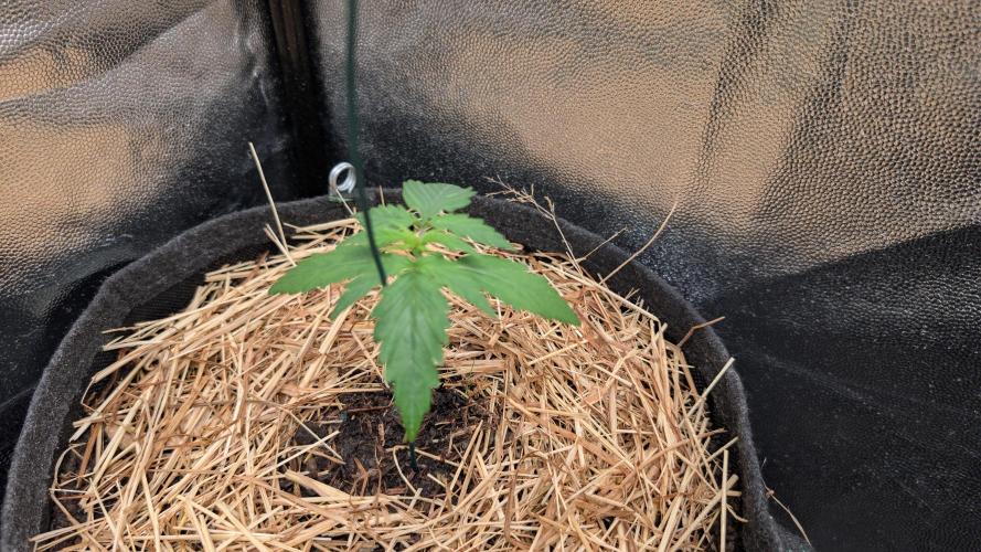 Last Auto Run. Week 1