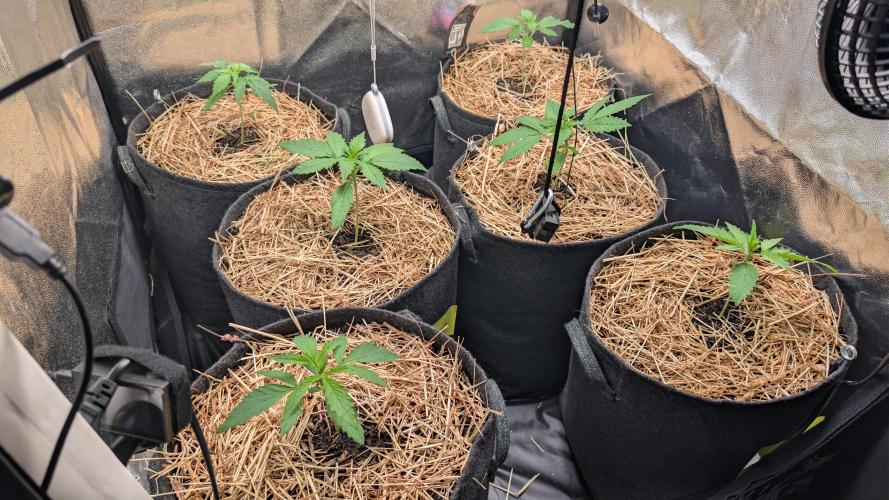 Last Auto Run. Week 1