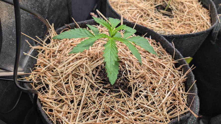 Last Auto Run. Week 1