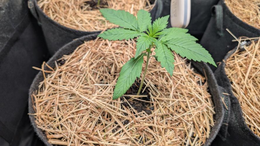 Last Auto Run. Week 1