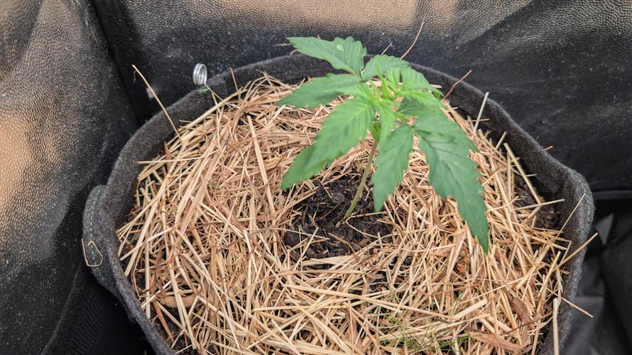 Last Auto Run. Week 1