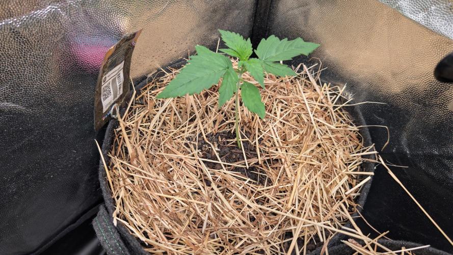 Last Auto Run. Week 1