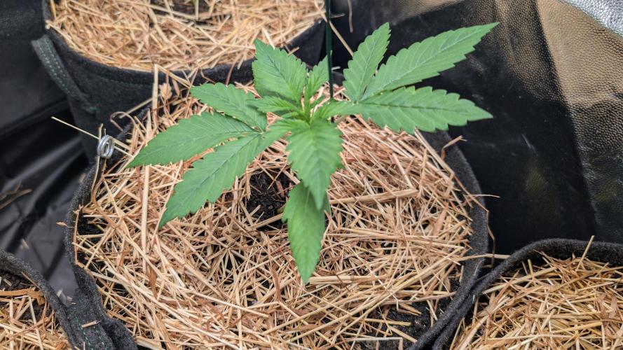 Last Auto Run. Week 1